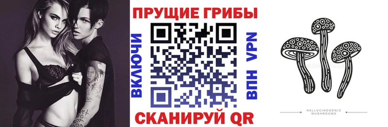 блэк спрут ссылка  Тольятти  Псилоцибиновые грибы GOLDEN TEACHER 